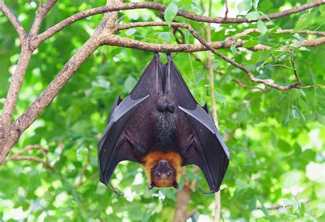 蝙蝠視力|蝙蝠資訊站 Bats information about Taiwan